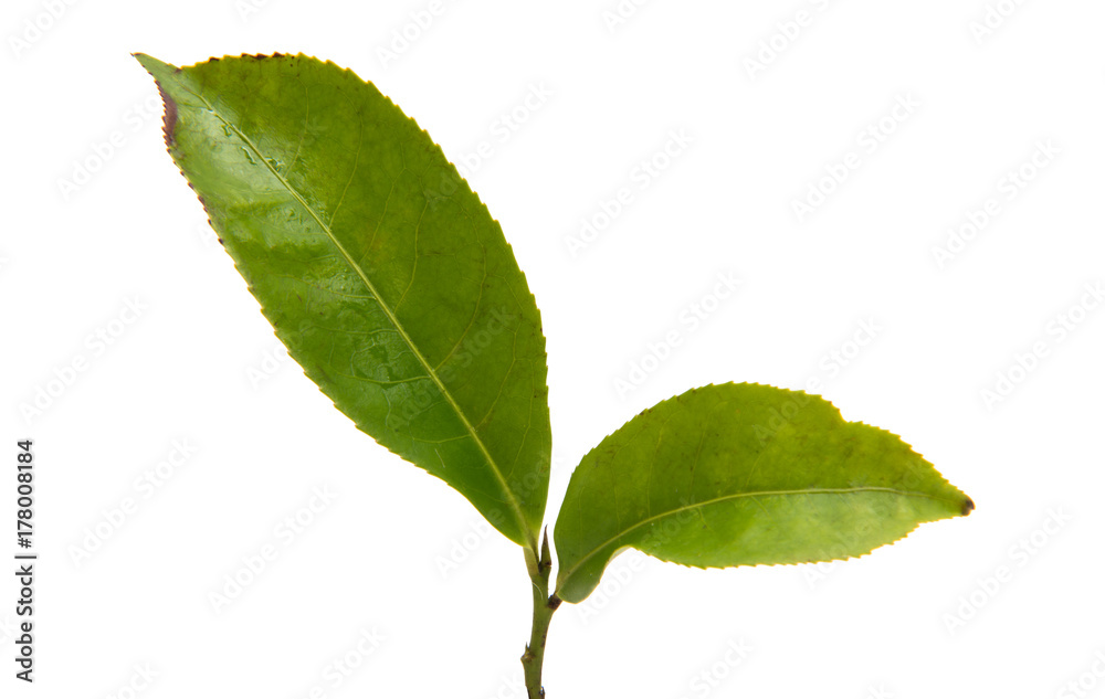 Fototapeta premium green tea isolated