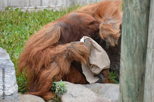 Orangutan photo