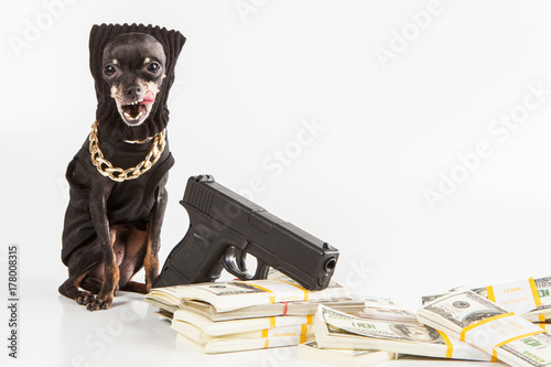 A dog with dollars. The dog...