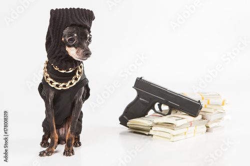 Dog in the mask of a robber. A dog is a bank robber. Toy Terrier. photo