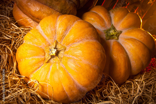 The pumpkin lies on the hay...