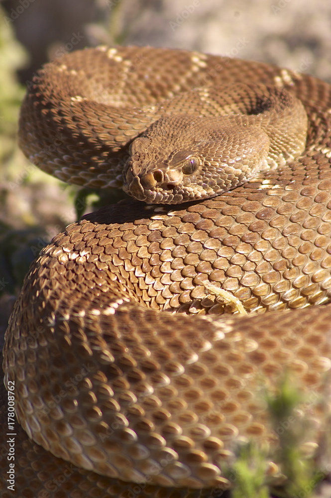 Red Diamond Rattlesnake Red Diamond Rattlesnake