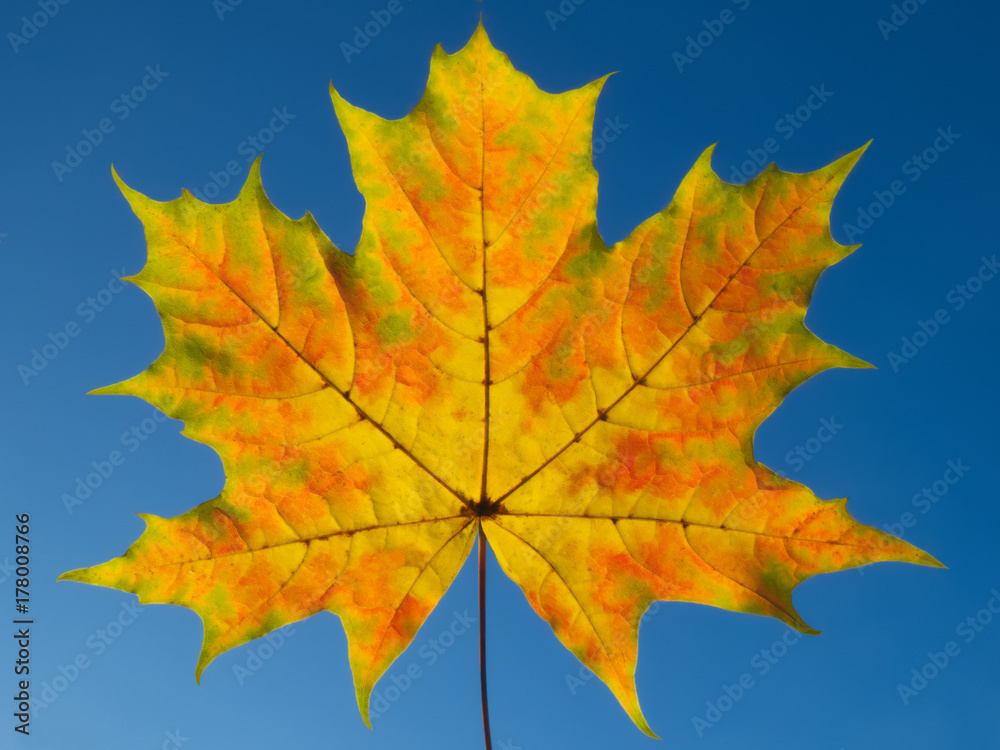 Colorful autumn maple leaf Colorful autumn maple leaf