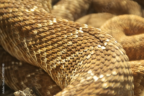 Scale Pattern of a Red Diamond Rattlesnake photo