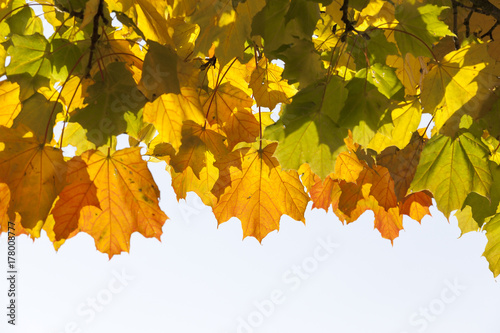 maple autumn