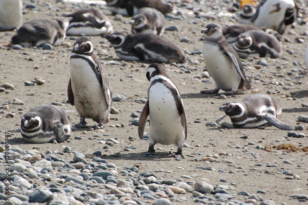 Fototapeta premium Pinguin