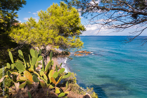 Fototapeta Naklejka Na Ścianę i Meble -  View of the cactus on the Costa Dorada coast in Miami Playa, Tarragona, Catalonia, Spain. Close-up.