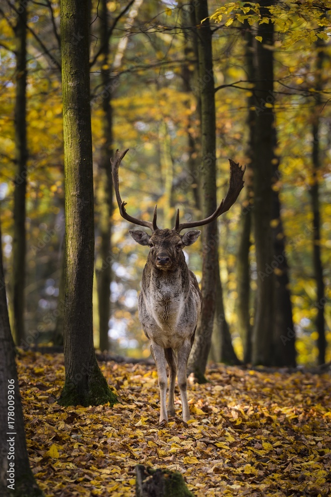 Fallow deer (Dama dama) in the autumn forest Fallow deer (Dama dama) in the autumn forest