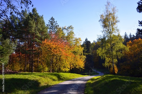 Colorful trees, autumn, road