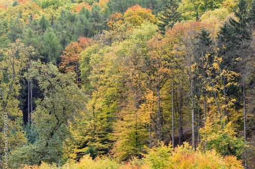 Colorful trees, autumn forest