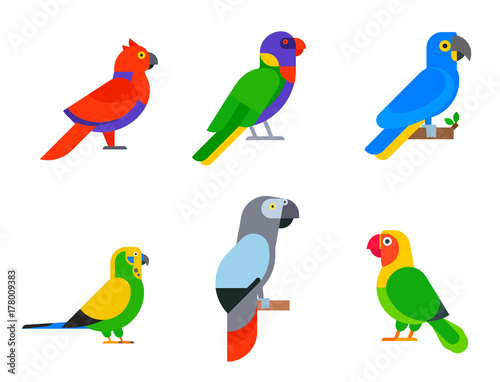 Parrots birds breed species animal nature tropical parakeets education colorful pet vector illustration