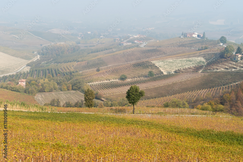 Autumnal landscape of vines and hills in Langhe, Northern Italy
