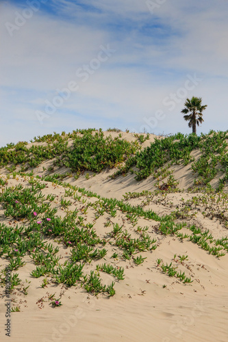 Sand Dunes and Coastal Flowers