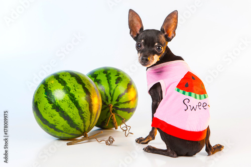 The dog guards watermelons....