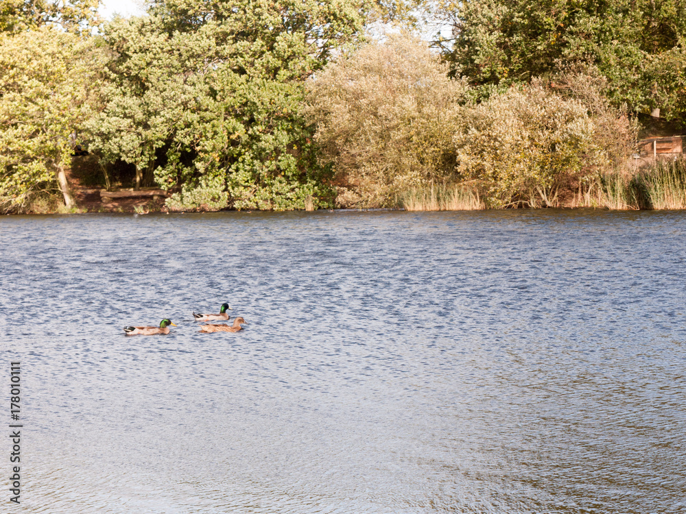 three mallards one female two male swimming on lake surface in summer three mallards one female two male swimming on lake surface in summer