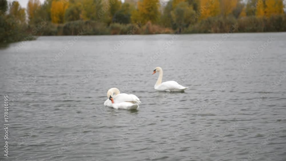 two white swans swim in the lake in the fall. two white swans swim in the lake in the fall.