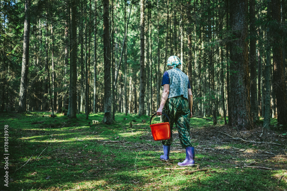 Mature woman with red bucket walking in the forest foraging mushrooms Mature woman with red bucket walking in the forest foraging mushrooms