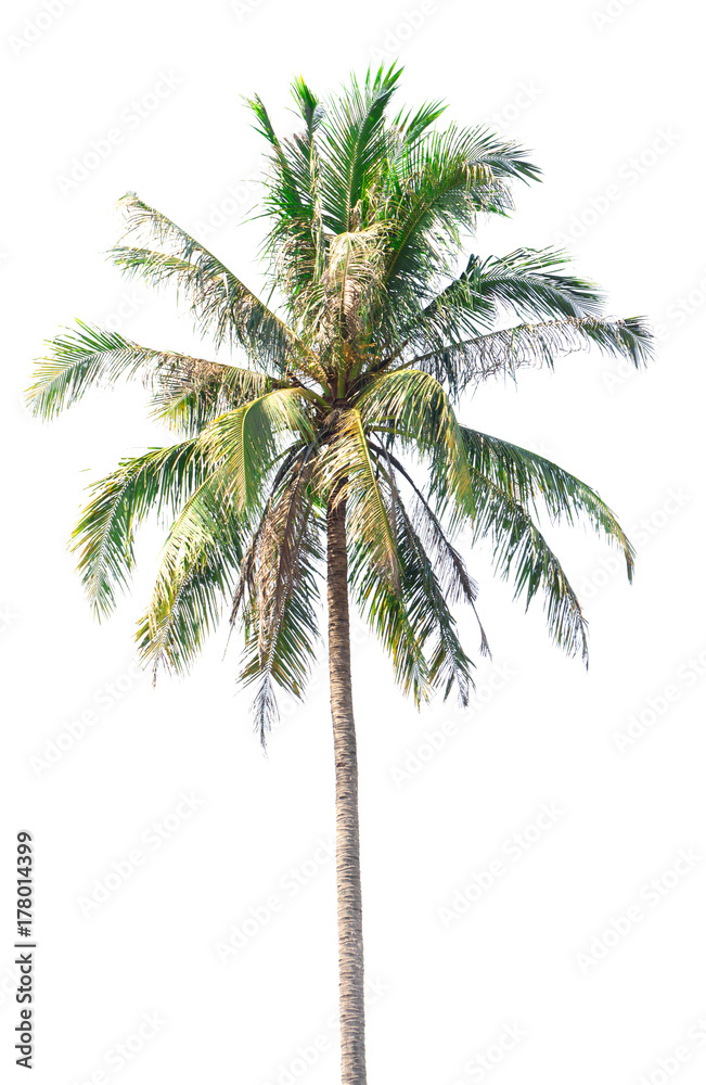 Obraz premium Coconut tree on white background,Coconut tree on isolated on white background,plam tree