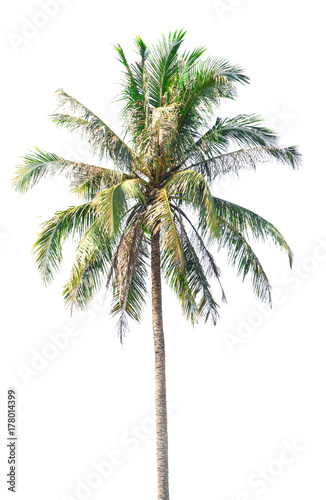 Coconut tree on white background,Coconut tree on isolated on white background,plam tree