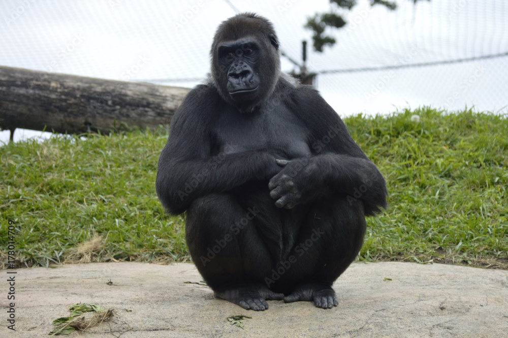 Fototapeta premium Gorilla