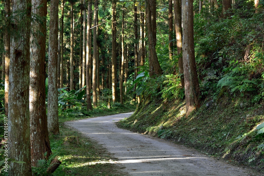 Obraz premium Tree in a forest, Forest in the Hsinchu,Taiwan