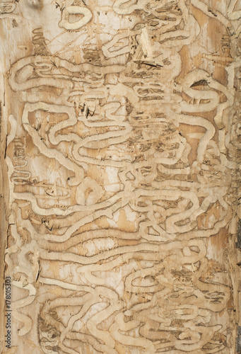 Worm Trail Patterns on an Old Tree Trunk