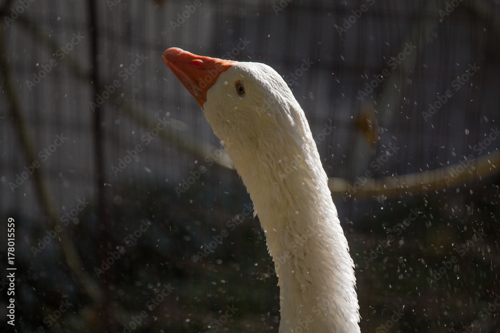 Fototapeta premium Terzo scatto ravvicinato di un; oca bianca mentre si rinfresca.