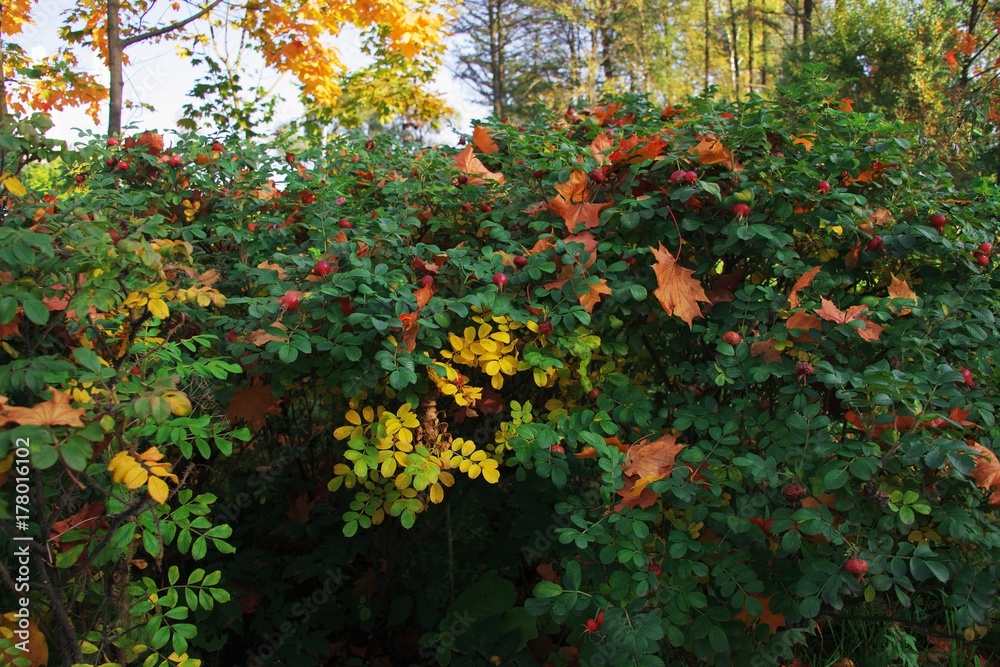 Fallen autumn leaves on a green bush rose hips. Fallen autumn leaves on a green bush rose hips.