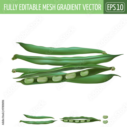 Bean on white background. Vector illustration