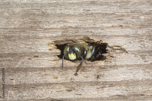 A carpenter bee emerging from a thight opening to her nest borrow in a piece of wood photo