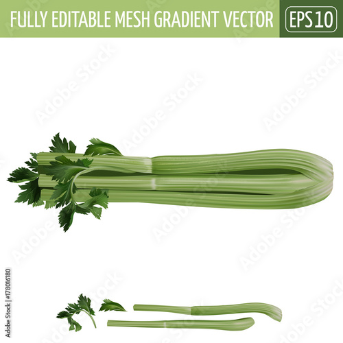 Celery on white background. Vector illustration