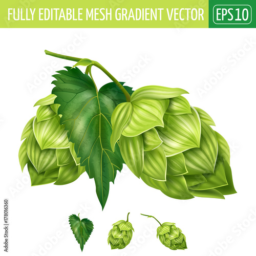 Hops on white background. Vector illustration