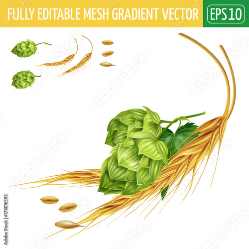 Hops and malt on white background. Vector illustration