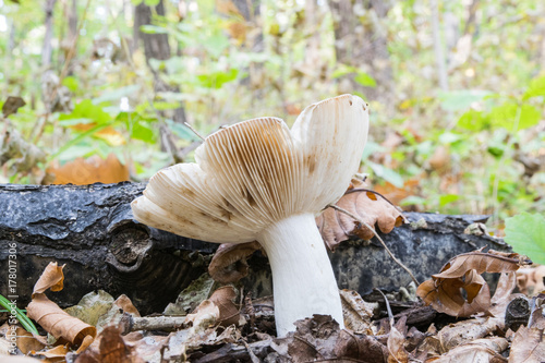 Mushrooms in the forest in autumn