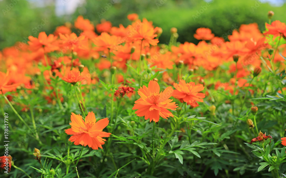 Yellow cosmos flowers under sunlight.