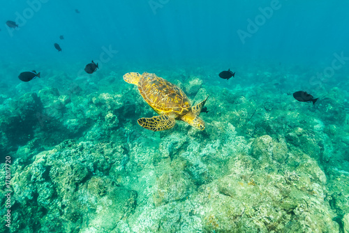 Turtle over the Reef