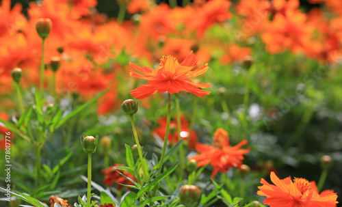 Close-up Orange cosmos flowers.