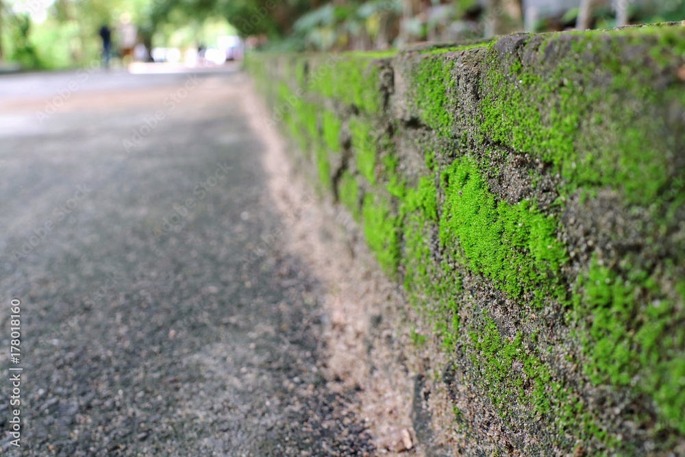 Green moss on brick wall of local street. Selective focus with blurred background. Green moss on brick wall of local street. Selective focus with blurred background.