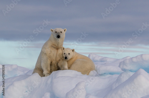 Fototapeta “Northern Comfort” -  A polar bear yearling cub snuggles in comfort with mother polar bear on a snow covered iceberg