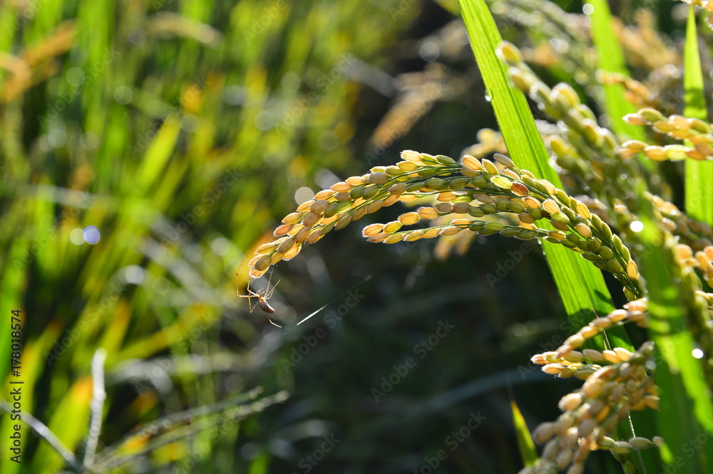 Fototapeta premium Paddy fields
