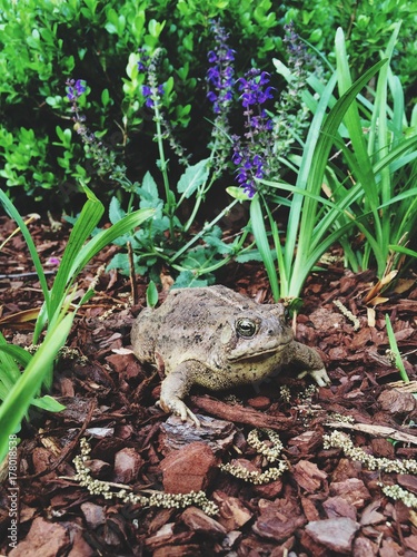 Fat Toad in a Garden photo