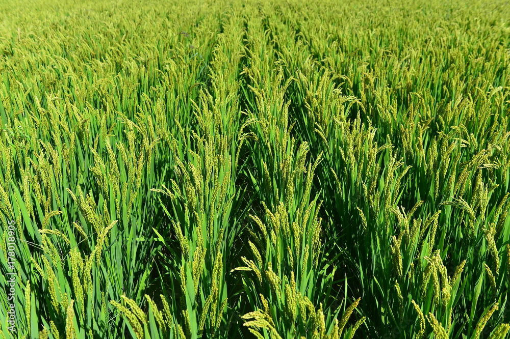 Paddy fields Paddy fields