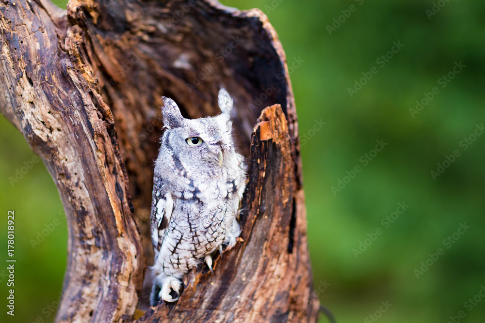 Screech Owl