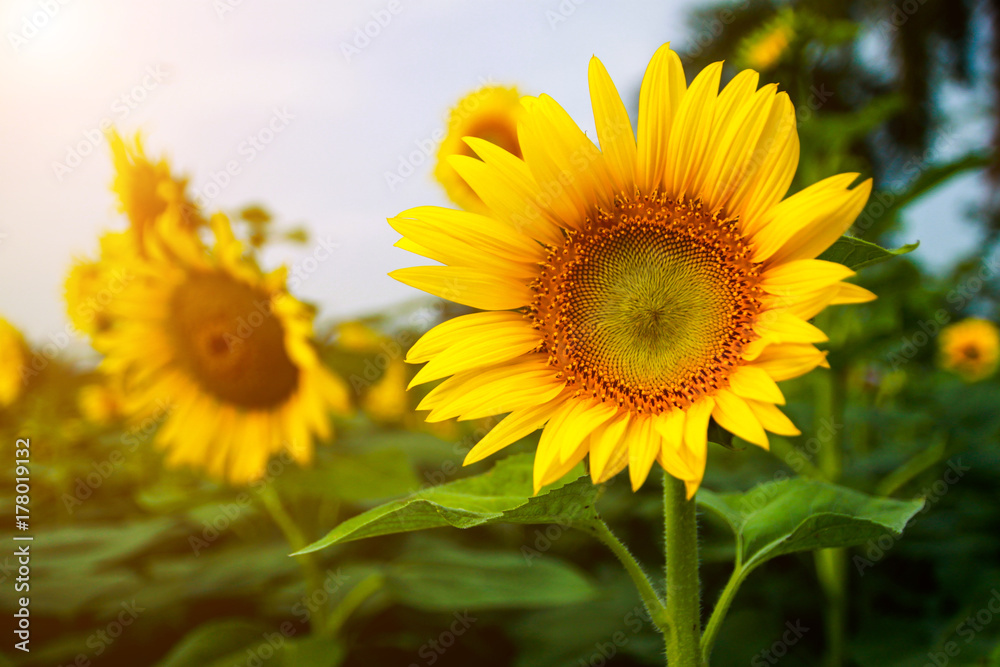 Sunflowers bloom for the morning sun.