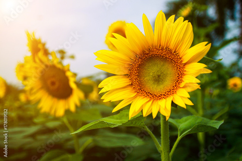 Sunflowers bloom for the morning sun.