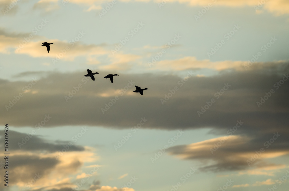 Silhouetted Flock of Ducks Flying in the Sunset Sky Silhouetted Flock of Ducks Flying in the Sunset Sky