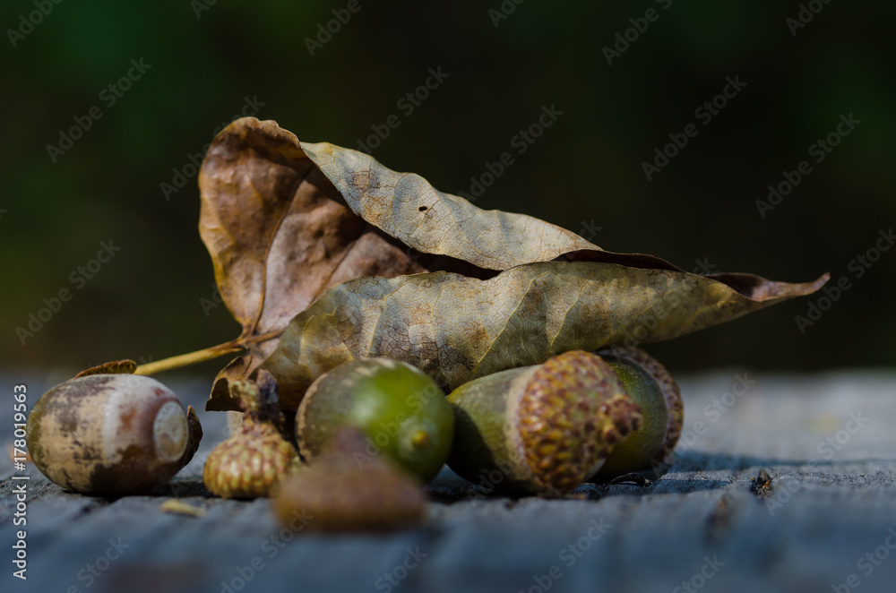 Dried Leaf and Acorns of Autumn Resting on Aged and Weathered Wood Dried Leaf and Acorns of Autumn Resting on Aged and Weathered Wood
