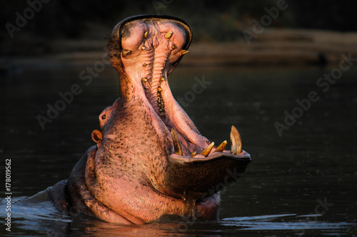 Hippo
