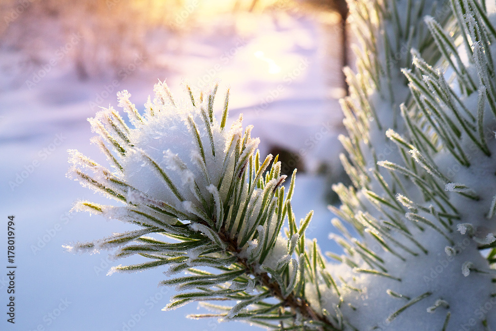 Fotografie pine tree branch covered with hoar in winter forest at sunset