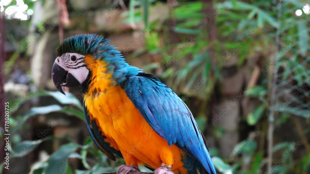The blue-and-yellow macaw (Ara ararauna), also known as the blue-and-gold macaw, is a large South American parrot. It is a member of the large group of neotropical parrots known as macaws The blue-and-yellow macaw (Ara ararauna), also known as the blue-and-gold macaw, is a large South American parrot. It is a member of the large group of neotropical parrots known as macaws